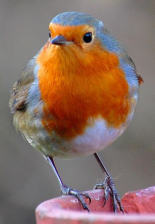 Rouge-gorge, l'oiseau ami des jardiniers