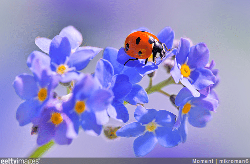 La coccinelle est un insecte bienfaiteur pour le jardin.