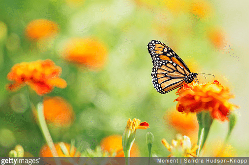 Papillon, abeille, etc. : zoom sur les insectes pollinisateurs