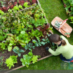 3 conseils pour mettre en valeur son potager