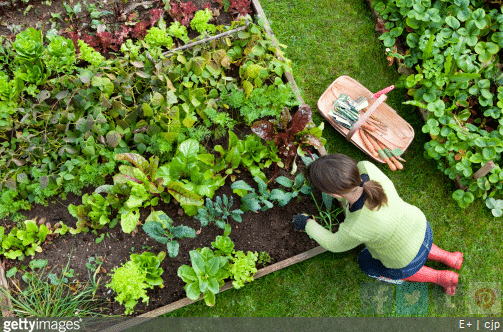 3 conseils pour mettre en valeur son potager