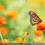 Papillon, abeille, etc. : focus sur les insectes pollinisateurs