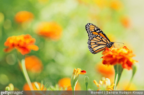 Papillon, abeille, etc. : focus sur les insectes pollinisateurs