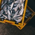 Manger du poisson en respectant les cycles de reproduction