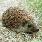 Inviter la biodiversité au jardin