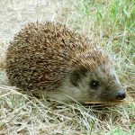 Inviter la biodiversité au jardin