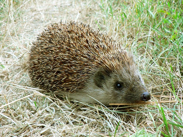 Inviter la biodiversité au jardin