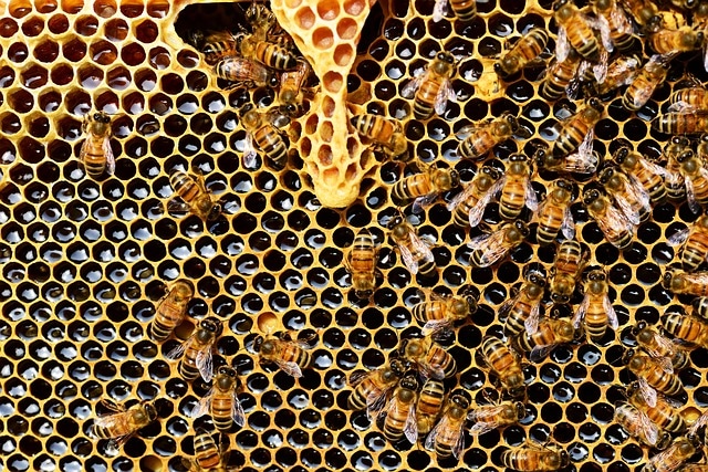 Comment produire son propre miel ?