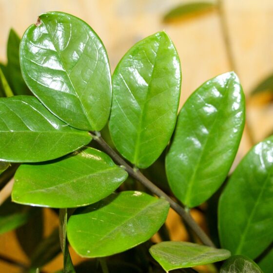 zamioculcas