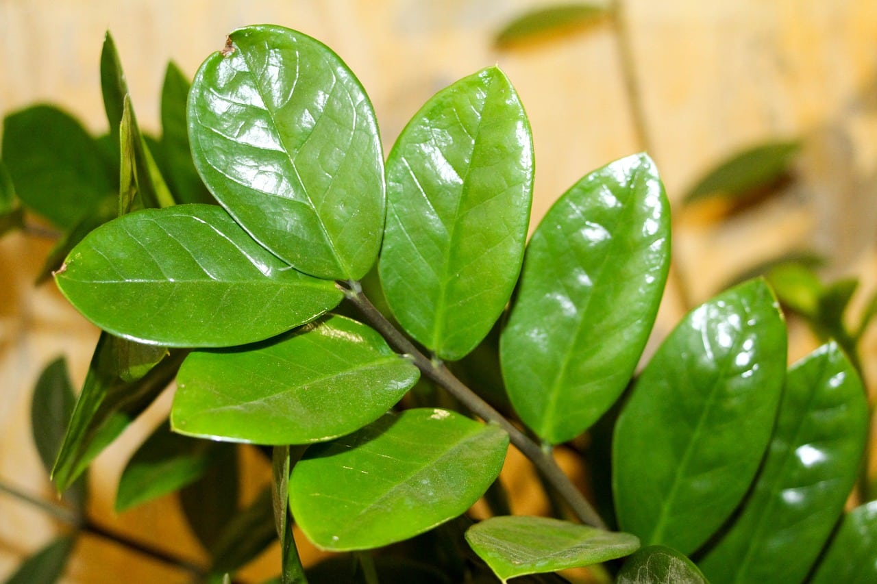 zamioculcas