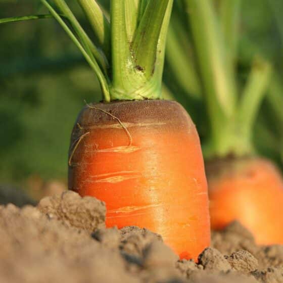 comment conserver les carottes
