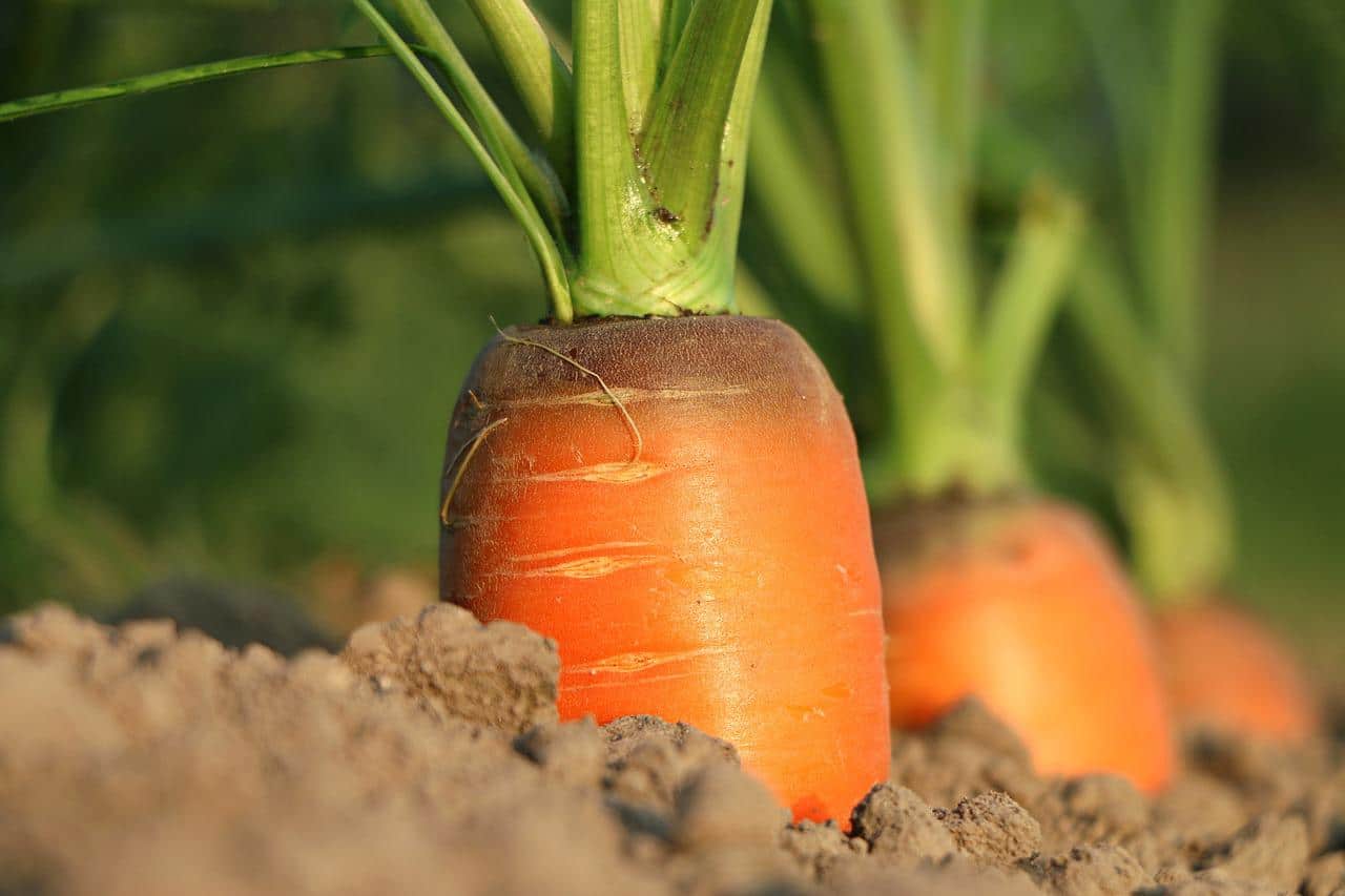 comment conserver les carottes