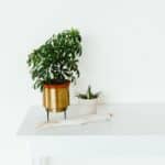 Les vertus méconnues des plantes détoxifiantes pour l’air intérieur