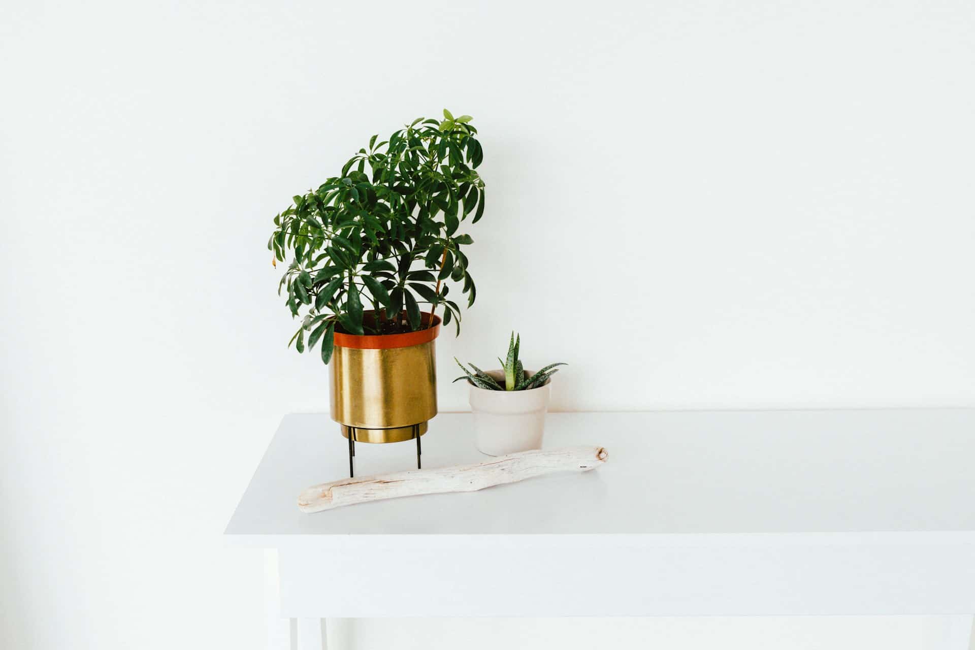 Les vertus méconnues des plantes détoxifiantes pour l&rsquo;air intérieur
